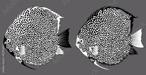 vector black and white aquarium fish discus