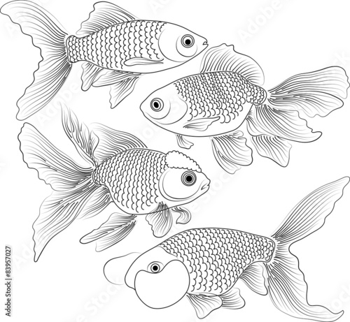 vector black and white goldfish