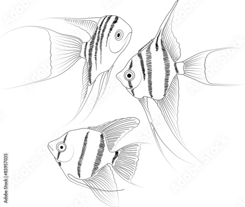vector black and white aquarium fish