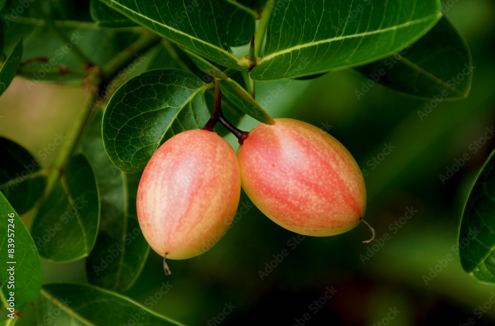 Super fruit, Scientific name Carissa carandas Linn. Super fruit, Scientific name Carissa carandas Linn.