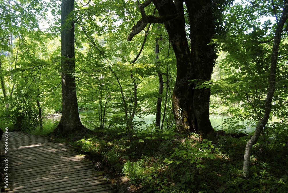 Camino de madera en un paisaje natural