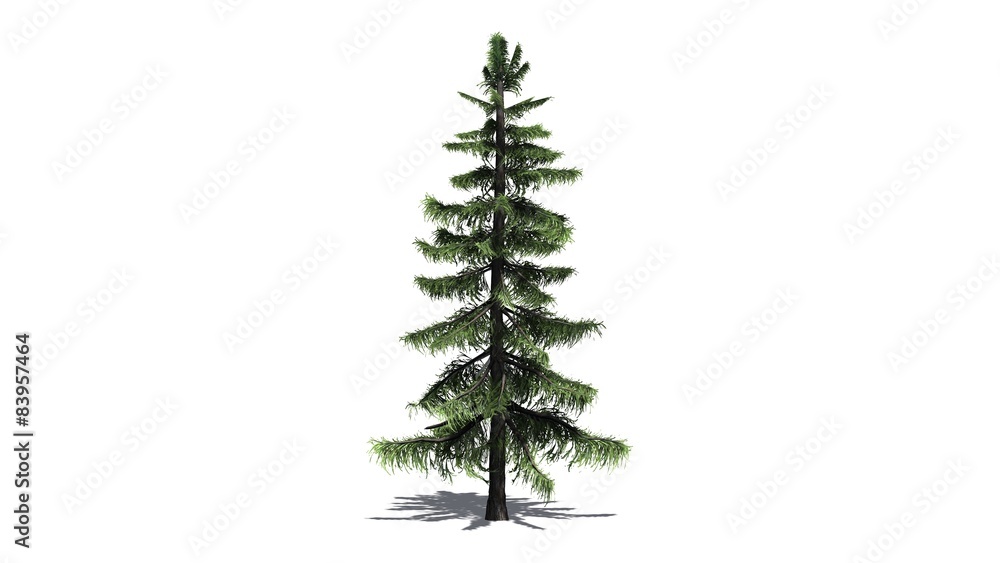 Alaska Cedar tree - separated on white background Alaska Cedar tree - separated on white background
