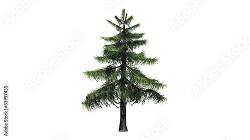 Alaska Cedar tree - separated on white background