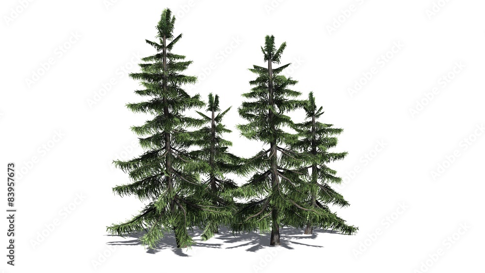 Alaska Cedar tree cluster - separated on white background