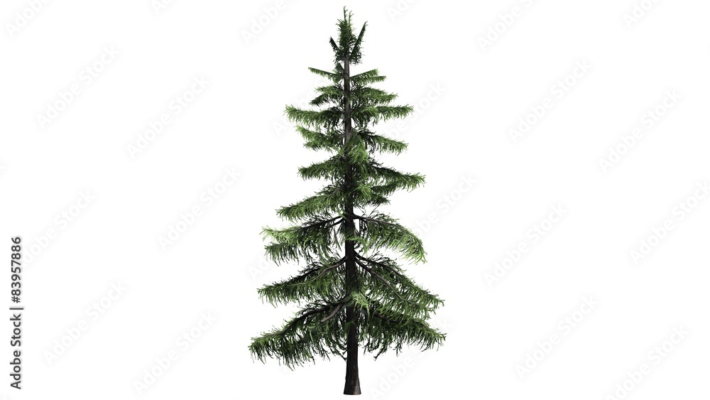 Fototapeta premium Alaska Cedar tree - separated on white background