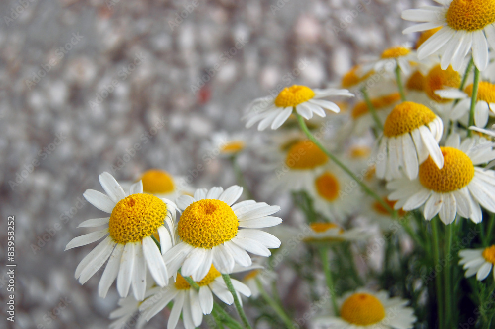 Obraz premium beautiful spring background with flowers, daisies