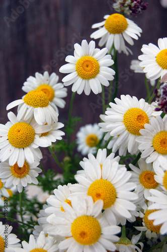 beautiful spring background with flowers  daisies