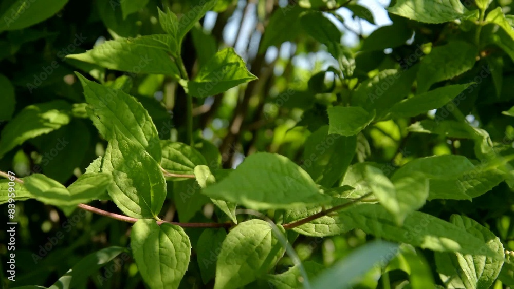 Green leaves moving in the wind.
Green leaves moving in the wind.