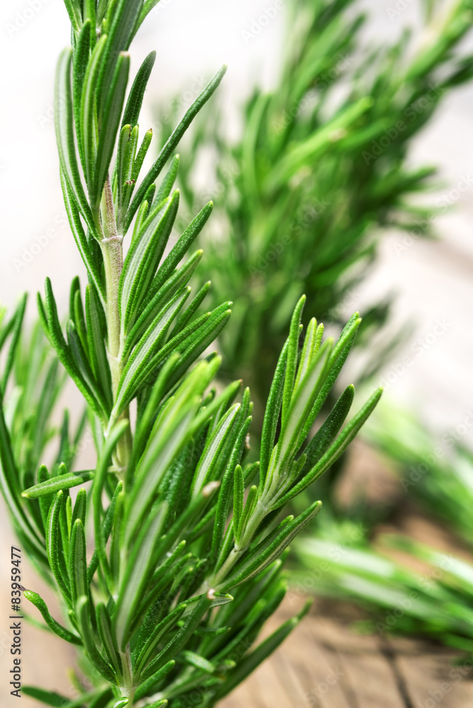 Obraz premium rosemary