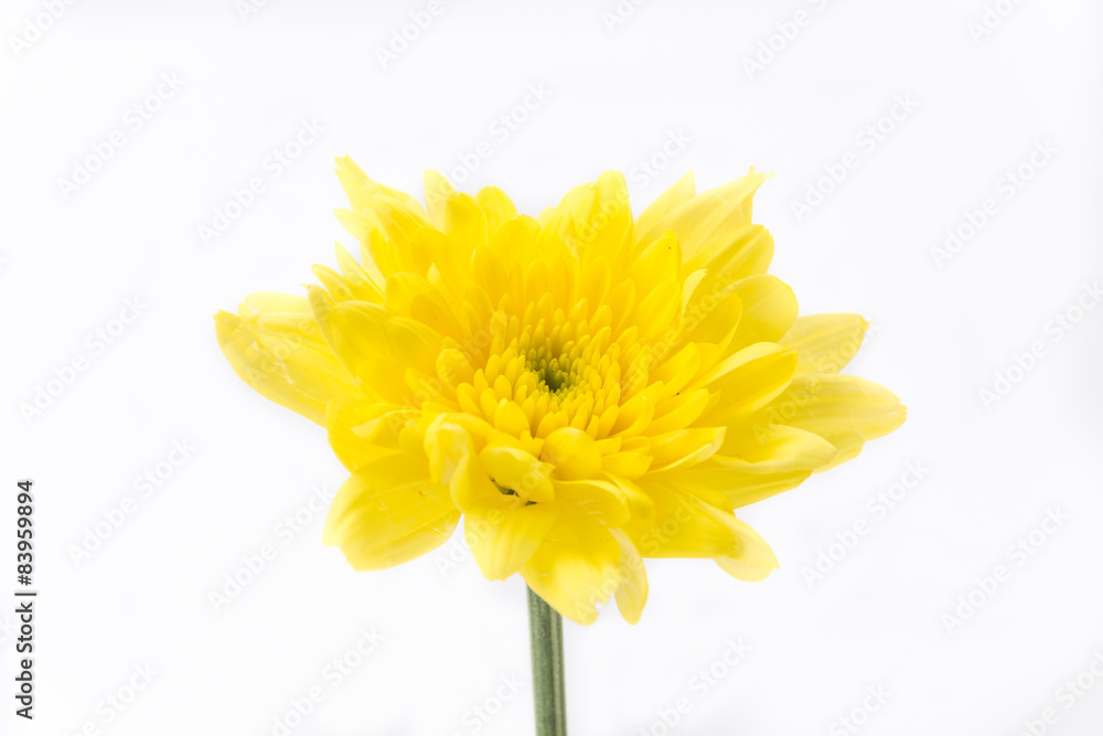 flower flower