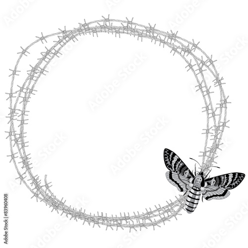 death's head hawk moth (Acherontia atropos) and barbed wire