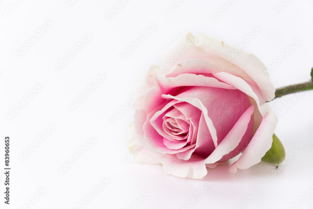 white and pink rose white and pink rose