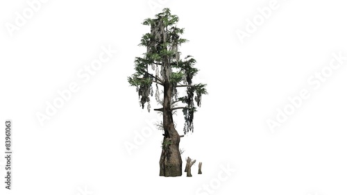 Slika na platnu bald cypress tree  - separated on white background