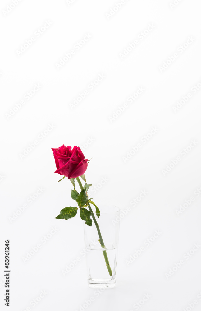 Fototapeta premium red rose