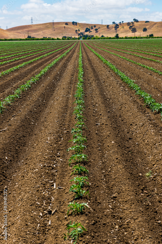 Agricultural field Agricultural field