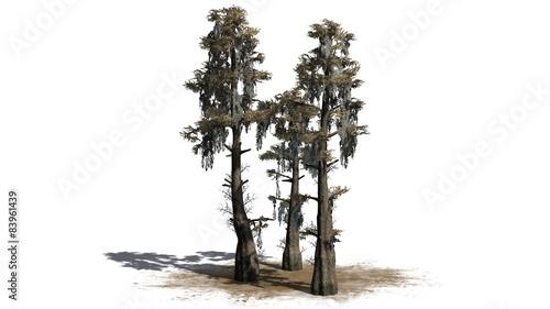 bald cypress tree cluster fall - separated on white background