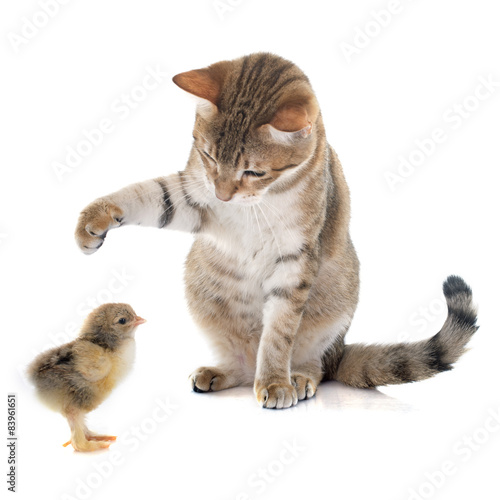 Fototapeta Naklejka Na Ścianę i Meble -  tabby cat and chick