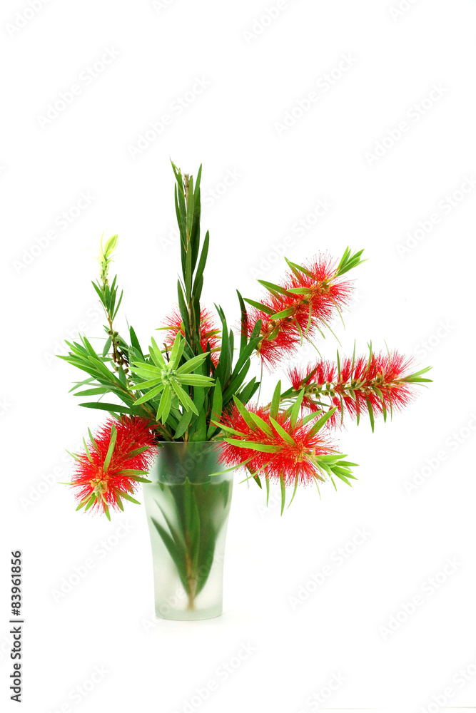 Yellow flower of Bhandari on white background. Yellow flower of Bhandari on white background.