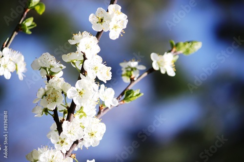 Plum blossoms, Reneclode white blossoms under blue sky