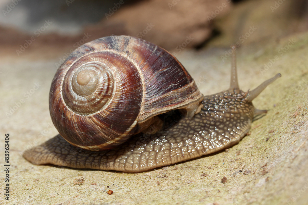 Snail Snail