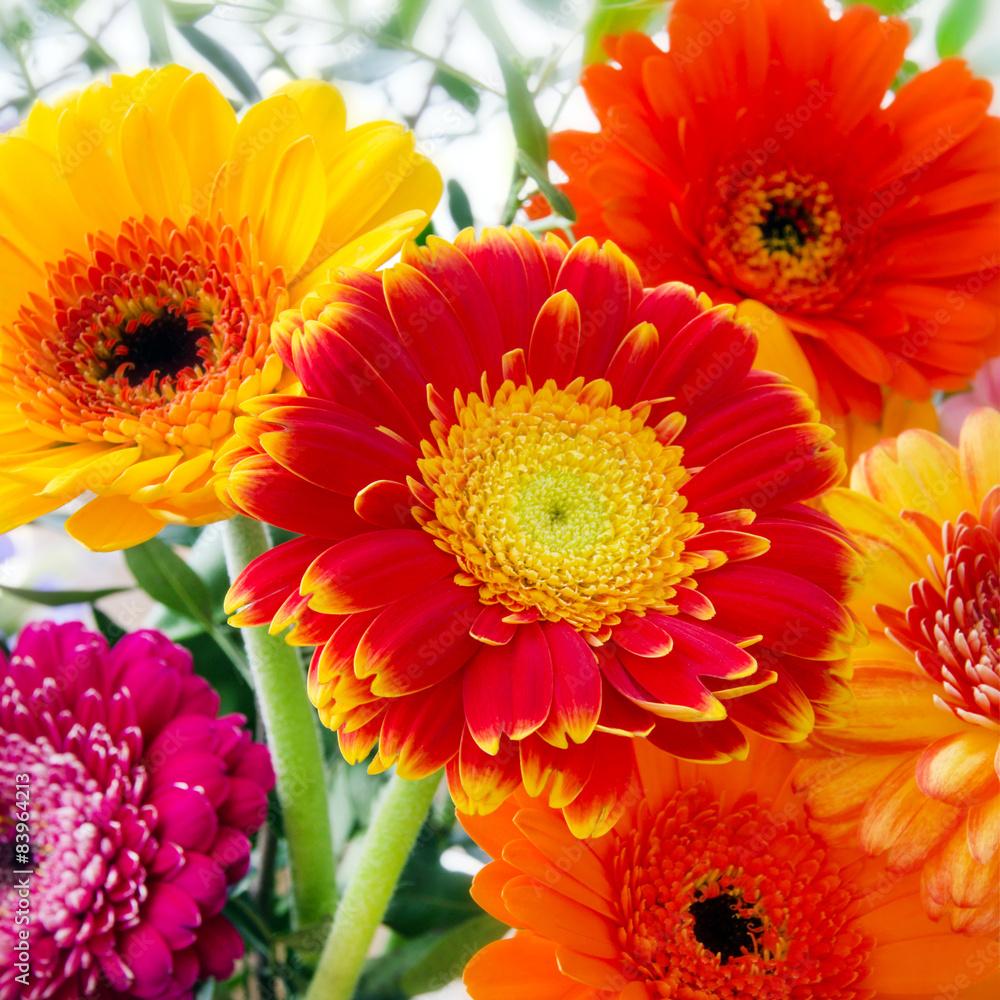 Blumen - Gerbera Blumen - Gerbera