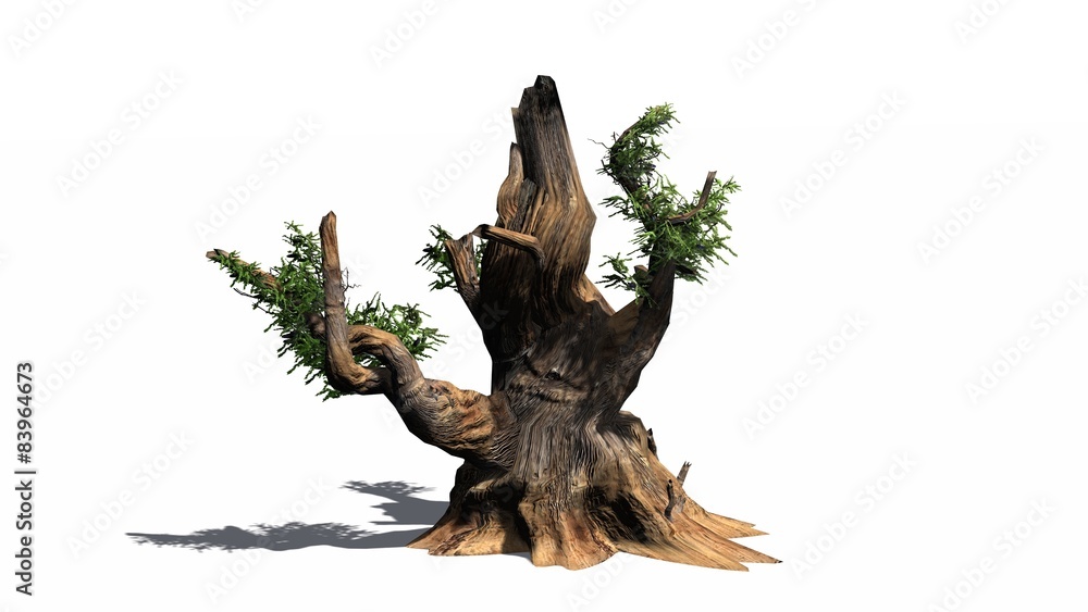 Bristlecone pine tree - separated on white background