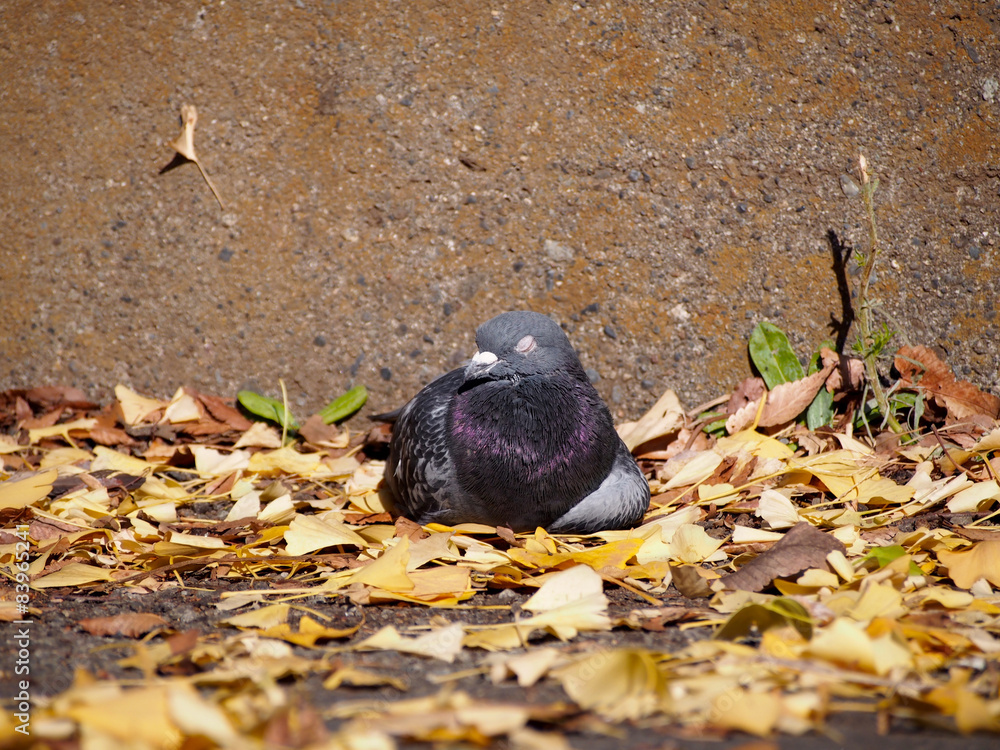 Obraz premium pigeon ハト