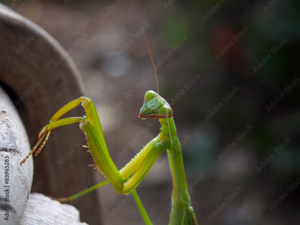 Mantis
カマキリ Mantis
カマキリ