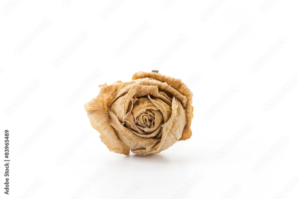 Obraz premium dry white rose