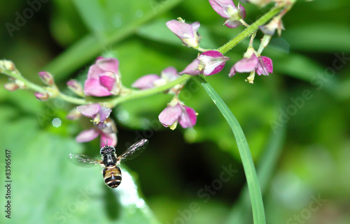bee flying on flower © sapgreen