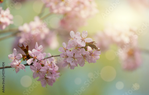 pink Oriental cherry sakura on a sunny green background