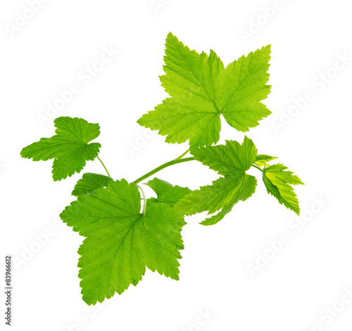 Green currant leaves isolated.