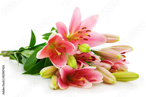 Pink lily flowers isolated .