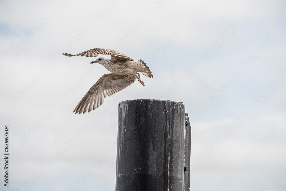 Obraz premium eine Möwe startet von einem Pfahl