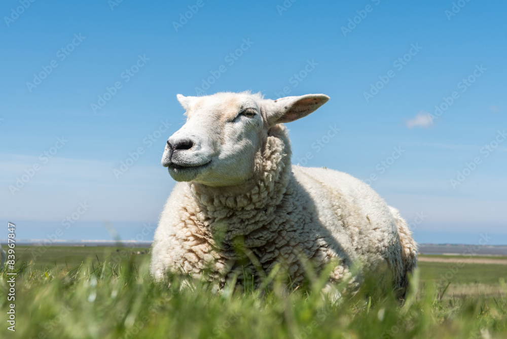 Obraz premium sheep on meadow in blue sky
