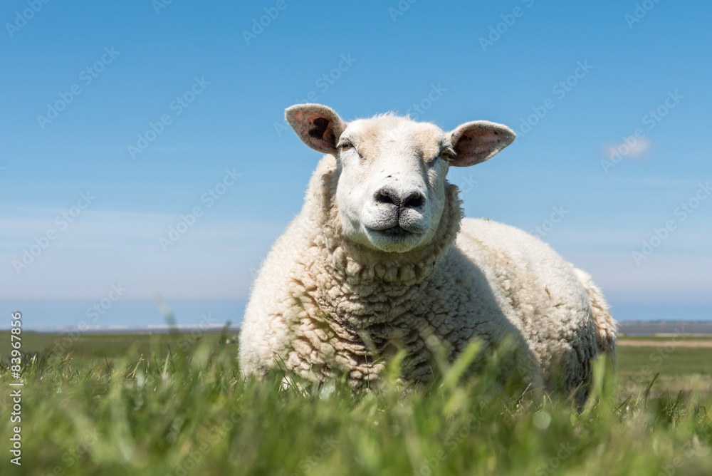 Naklejka premium resting sheep on dyke
