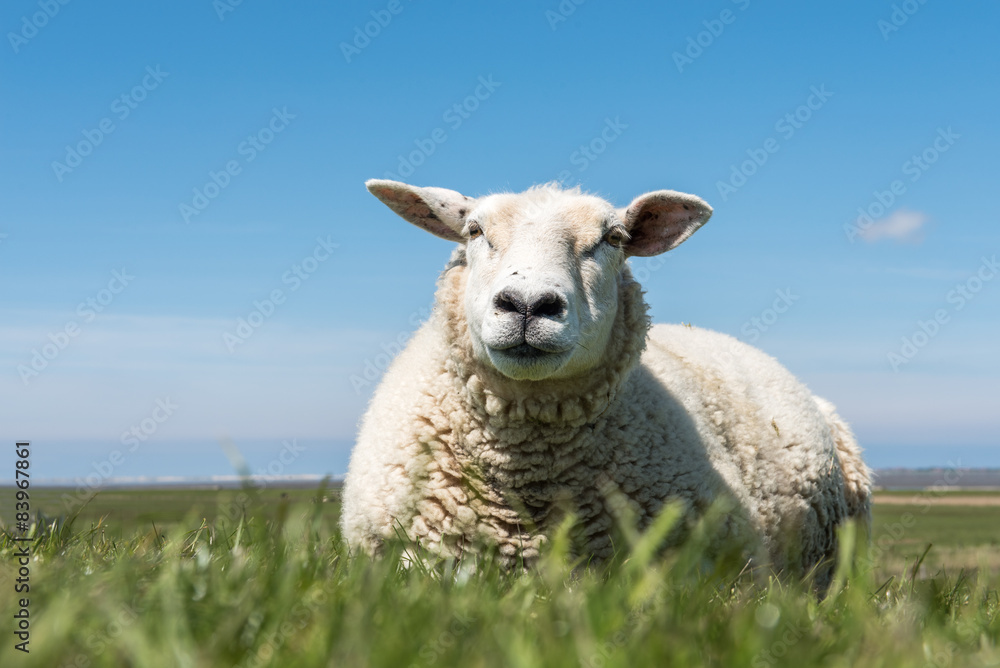 Fototapeta premium sitzendes Schaf auf der Wiese
