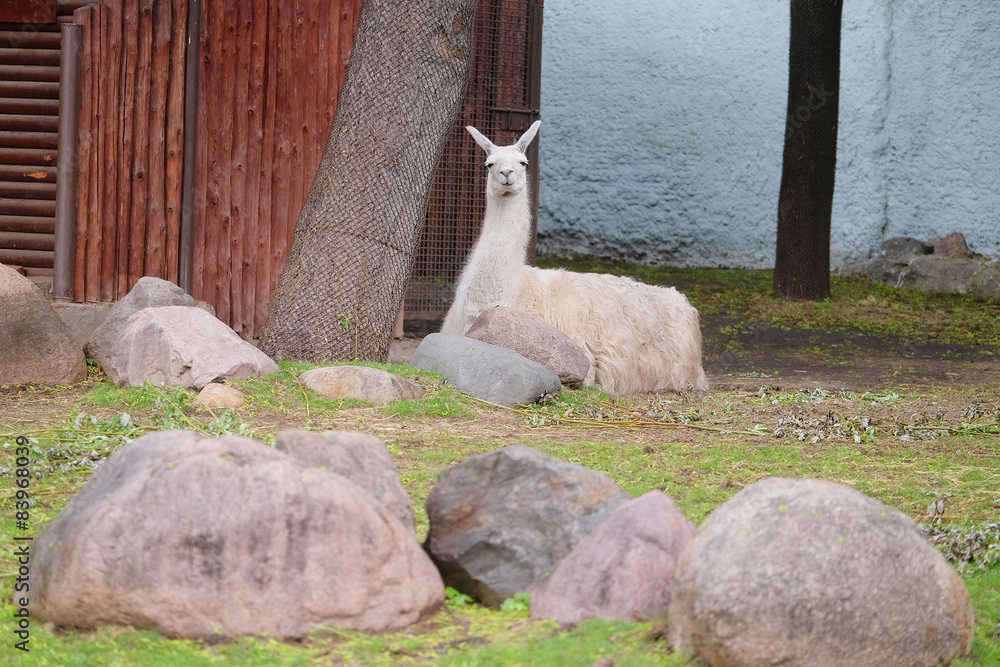 Fototapeta premium The image of llama