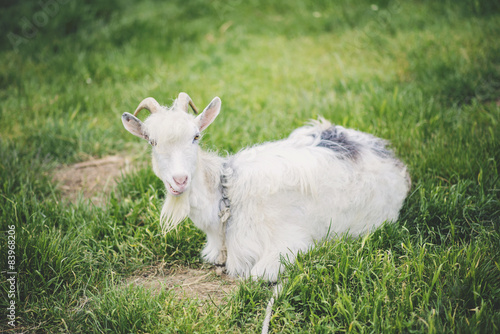 domestic goat laying on grass