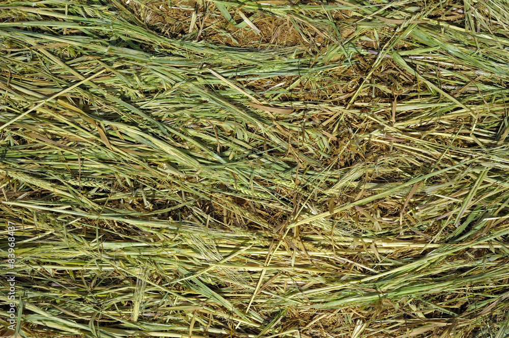 Close up ewly mown grassin the countryside of Apulia Close up ewly mown grassin the countryside of Apulia