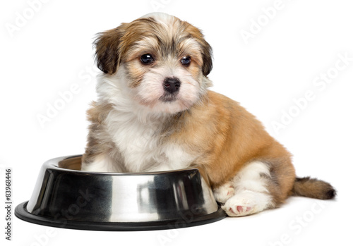 Fototapeta Naklejka Na Ścianę i Meble -  Cute hungry Havanese puppy is sitting next to a metal food bowl