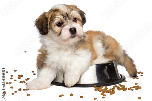 Fototapeta Naklejka Na Ścianę i Meble -  Cute sated Havanese puppy dog is lying on a metal food bowl