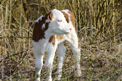 Little calf 