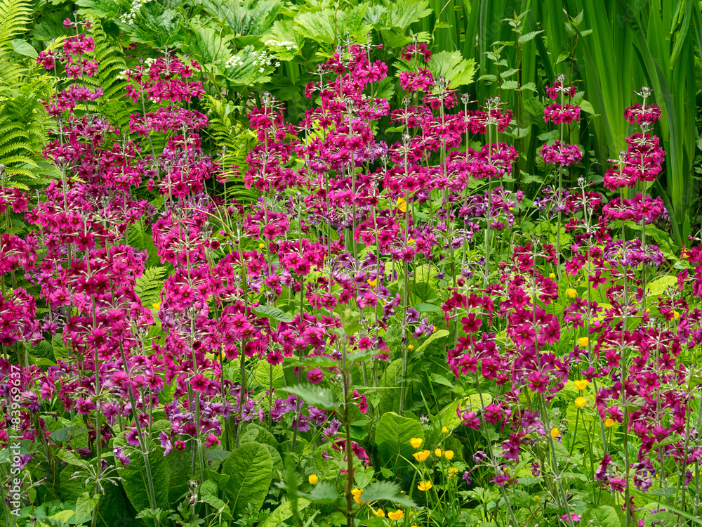 Primula Primula
