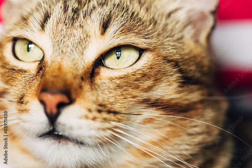 Close Up Portrait Tabby Male Kitten Cat Close Up Portrait Tabby Male Kitten Cat