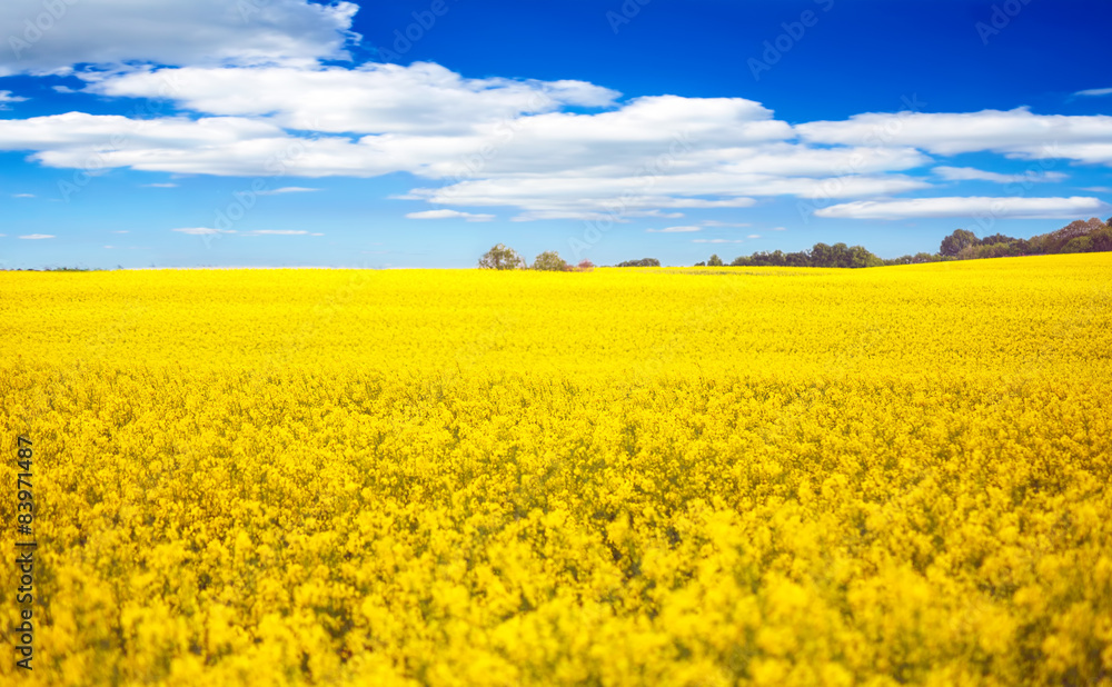 Rapsfeld in Blüte vor blauem Himmel