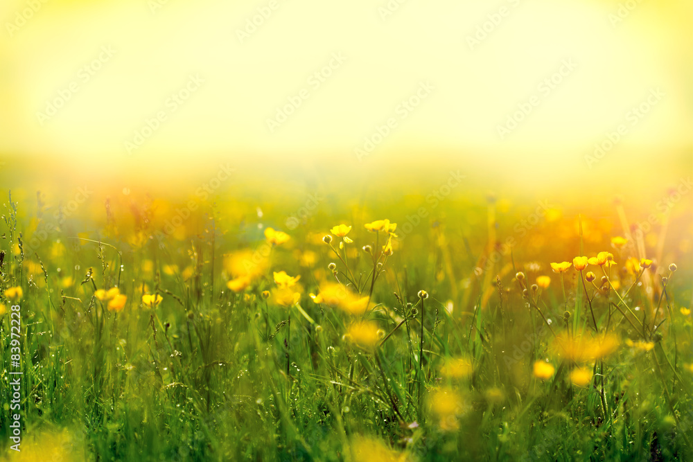 Fog in a meadow full of yellow flowers