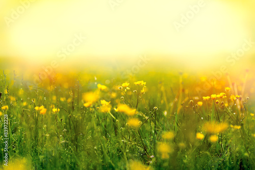 Fototapeta Naklejka Na Ścianę i Meble -  Fog in a meadow full of yellow flowers