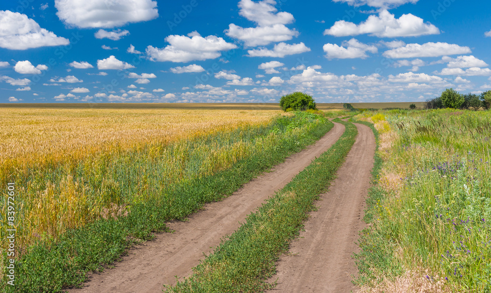 Ukrainian rural landscape with wheat field and dirty road