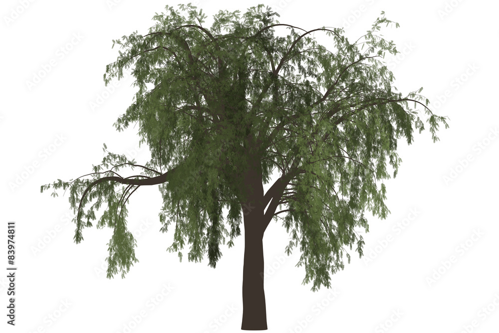 Fototapeta premium Pepper Tree